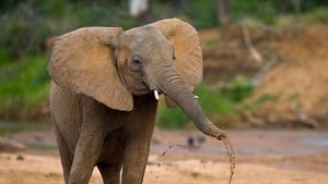 The Secret Life of Elephants