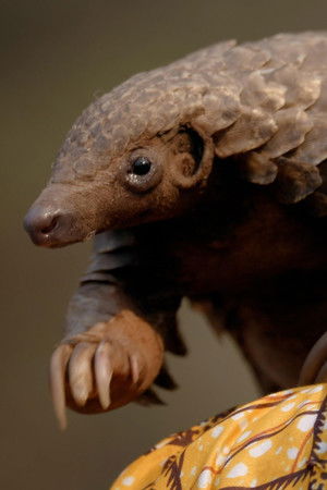 Wild Hope: Pangolin Protectors