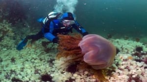 L'invasion des méduses – Une prolifération inquiétante