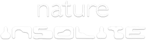 Weird Nature — Logos 1