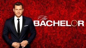 poster The Bachelor