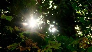 Golden Times – Cassandra’s Treasure