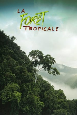 Poster La forêt tropicale 1992