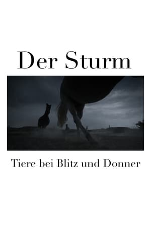 Der Sturm - Tiere bei Blitz und Donner