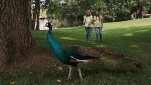 Edward the Peacock is on the Loose!