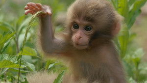 Nature: Season 32 Episode 10