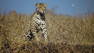 La selva del jaguar