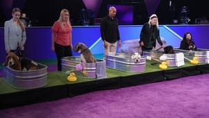 مشاهدة فيلم 2022 American Rescue Dog Show 2022 مترجم