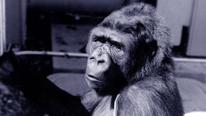 Koko: A Talking Gorilla film complet