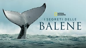 poster Secrets of the Whales