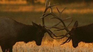 Do or Die Antler Assault