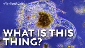 Rotifers: Charmingly Bizarre & Often Ignored still