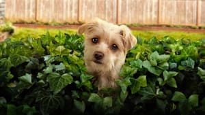 مسلسل Puppy Place مترجم عربي