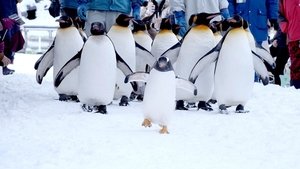 Journeys in Japan: 11×10