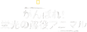 Underdogs — Logos 5