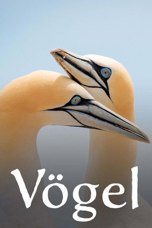 Vögel