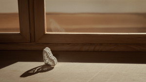 In Thousand Petals