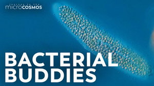Kentrophoros: The Mouthless Ciliate With a Back Full of Snacks still