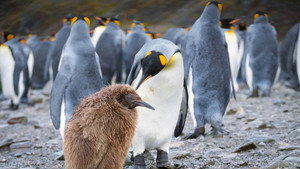 People of the Storms