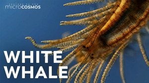 We Finally Found the Elusive Bristle Worm! still