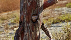 Still from Hooves or Talons?