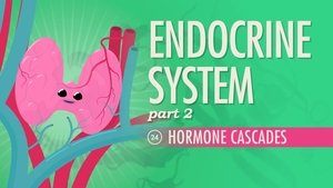 Crash Course Anatomy & Physiology Endocrine System, Part 2 - Hormone Cascades