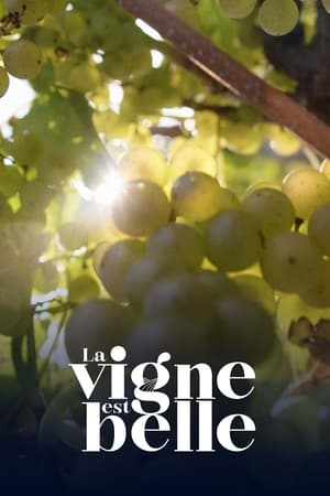 Image La vigne est belle