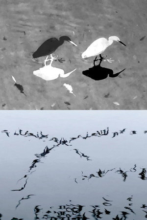 Animal Studies (Egret / Seagull Reflection / Midges / Spider / Swans in a Line)