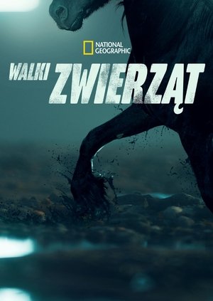 Image Walki zwierząt