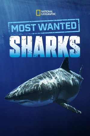 Poster Most Wanted Sharks 2020