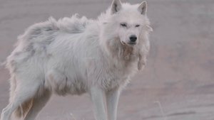 Kingdom of the White Wolf The Search