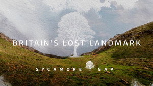 Sycamore Gap: Britain’s Lost Landmark