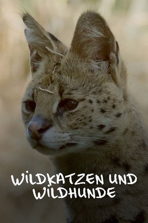 Image Wildkatzen und Wildhunde