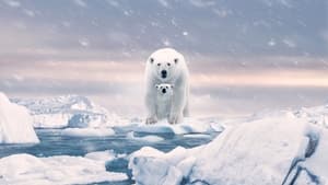 Osa Polar (2022) HD 1080p Latino