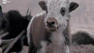 Thumbnail Episode 7: Toirano caves, liquid biopsy, Nemo's garden