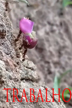 TRABALHO (2017)