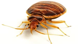 The Invaders Bed Bug Doomsday