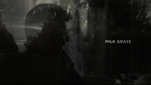 Milk Grass 23