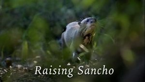 Raising Sancho