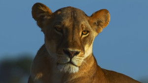 Still from Safety in Numbers (Hide and Seek)