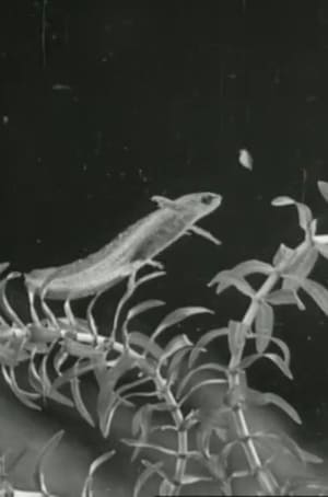 The Life Cycle of the Newt film complet