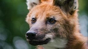 Nature Dogs in the Wild: Defending Wild Dogs