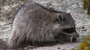 Nature Raccoon Nation