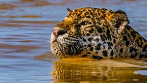 Jaguar vs. Croc 2017 one on netflix
