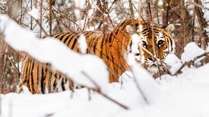 Tigres salvajes de Rusia