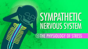 Crash Course Anatomy & Physiology Sympathetic Nervous System