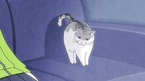 Nights With a Cat: 1×16