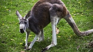 Secrets of the Zoo Kangaroo Mance