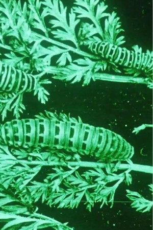 Water, Klimaat en Film