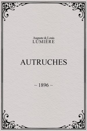 Image Autruches